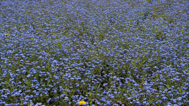 A photo taken on the Ramblers Wellbeing Walk in Nantwich of lots of small purple flowers and a yellow dandelion.